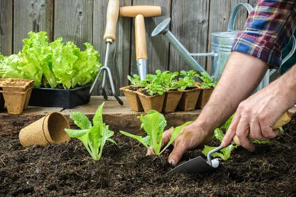Person pflanzt Salatsetzling mit Schaufel ein